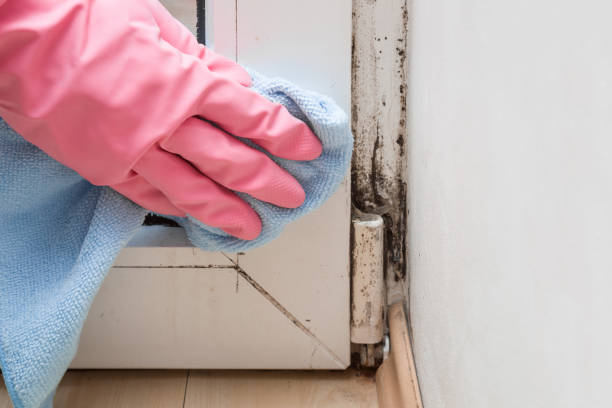 Trusted Catasauqua, PA Mold Remediation Experts